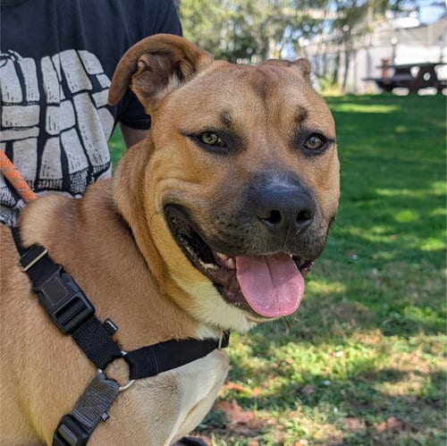 Photo of Duke, adoptable Pit Bull Terrier in Alameda, California