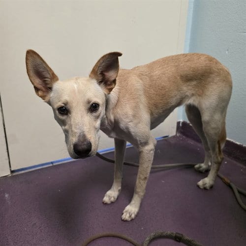 Photo of Hacienda, adoptable Husky in Long Beach, California