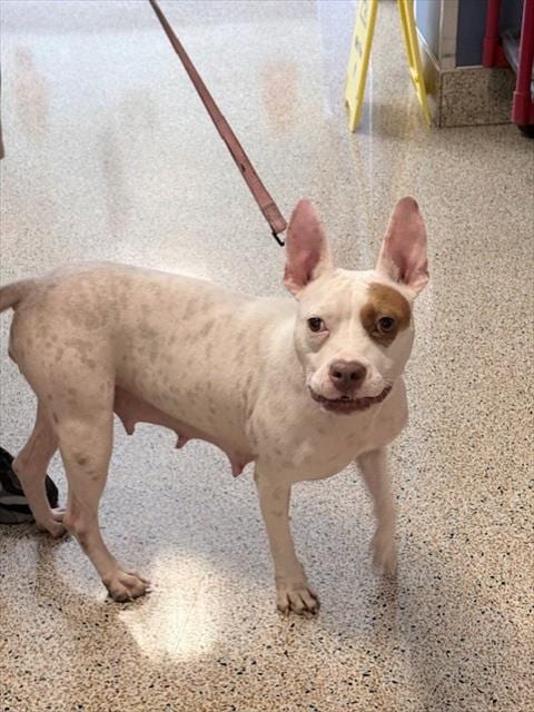 Photo of Rosie, adoptable American Pit Bull Terrier in Miami, Florida