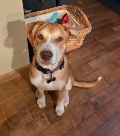 Photo of Libby, adoptable Labrador Retriever in Sheboygan, Wisconsin
