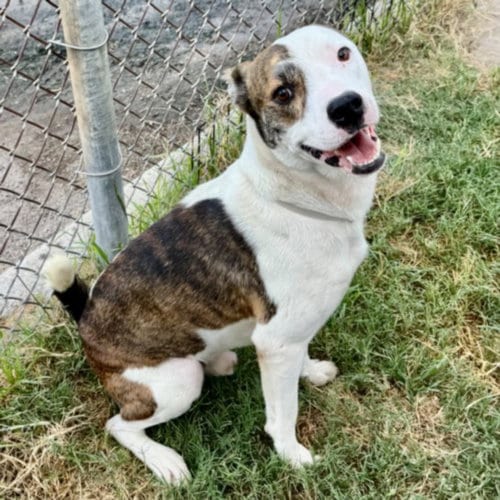 Photo of Woody, adoptable Staffordshire Bull Terrier in Houston, Texas