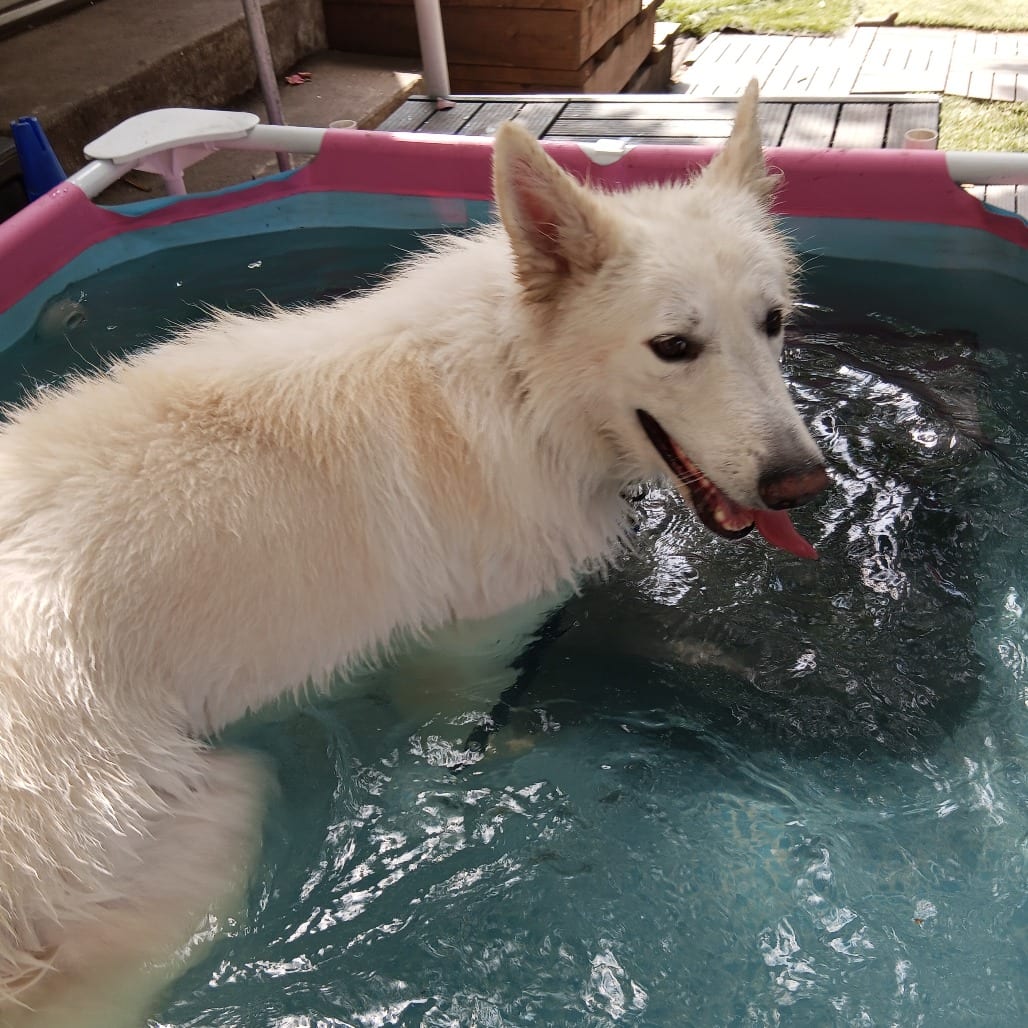 Photo of Caspar D11902, adoptable Shepherd, German / Shepherd, White German in Princeton area, Minnesota