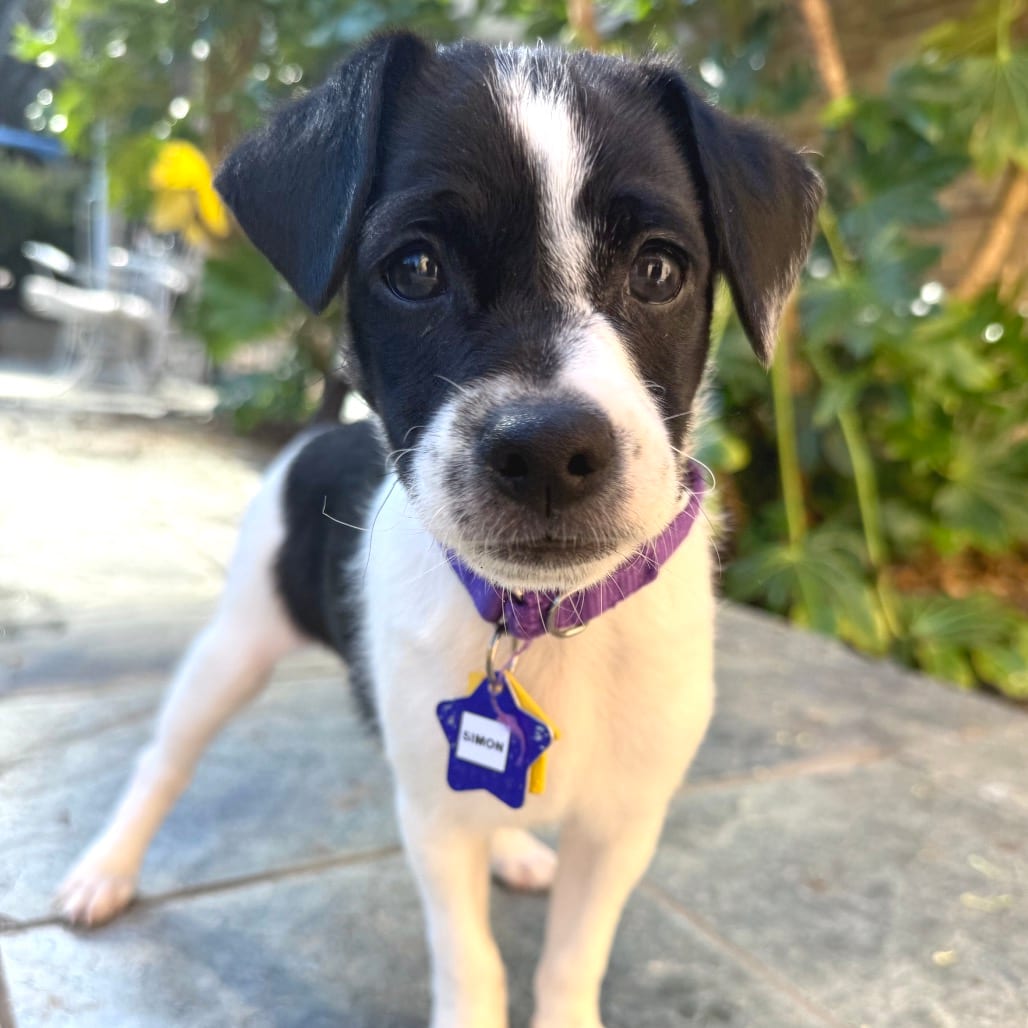 Photo of Simon, adoptable Mixed Breed (Small) in San Francisco, California