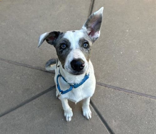 Photo of Minnow, adoptable Australian Cattle Dog/Blue Heeler in Martinez, California