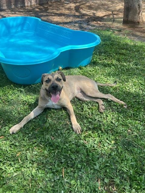 Photo of Buffy, adoptable Pit Bull Terrier in Thousand Palms, California