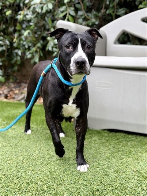 Photo of Roxanne, adoptable Pit Bull Terrier in San Jose, California
