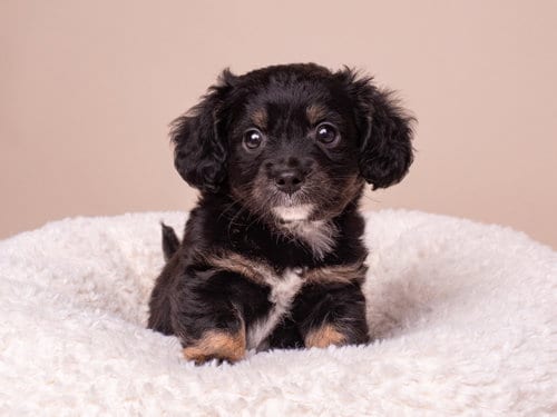 Photo of Discount: Target, adoptable Maltese in Romoland, California
