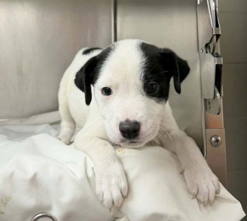 Photo of Martin, adoptable Labrador Retriever in garner, North Carolina