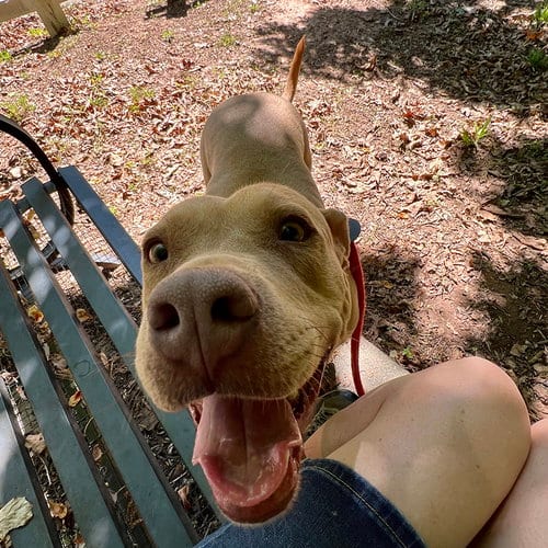 Photo of Princess Diana, adoptable Unknown breed (short coat) in McCormick, South Carolina