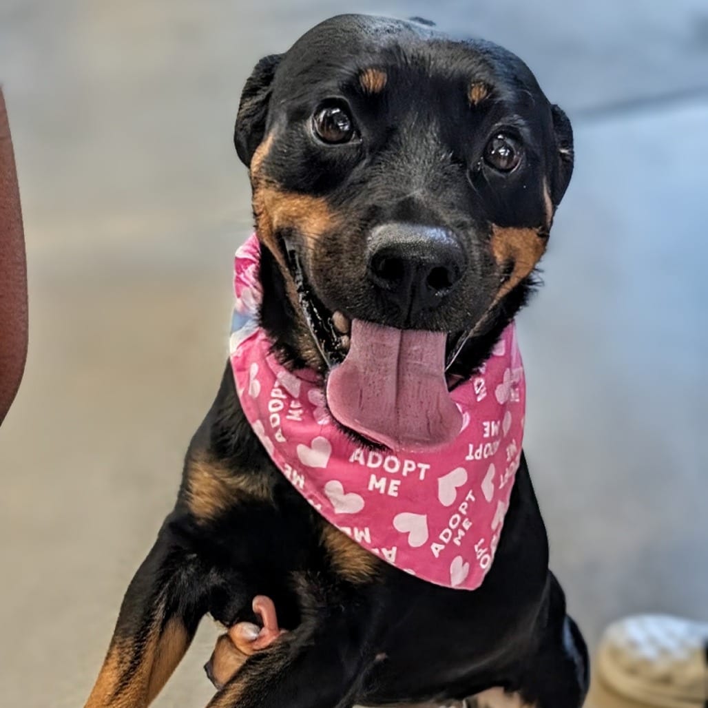 Photo of Emoticon K6, adoptable Mixed Breed (Medium) in Union, Missouri