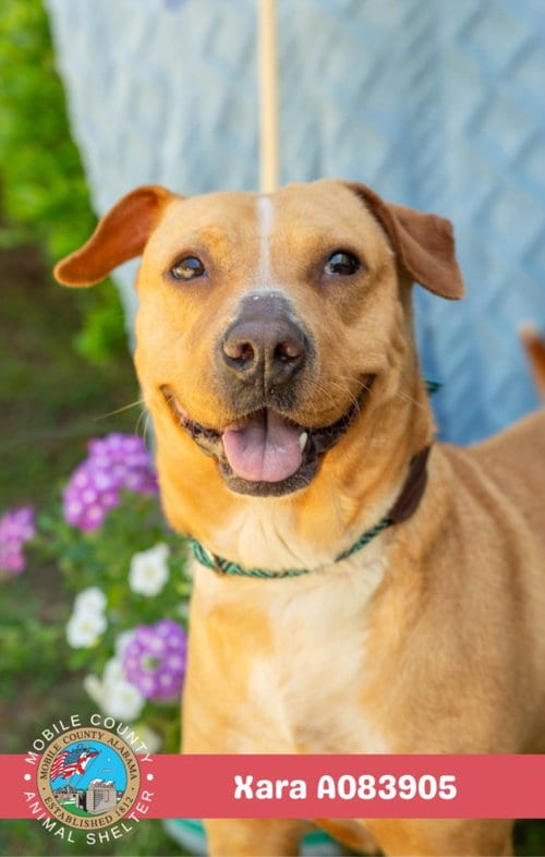 Photo of Xara, adoptable Labrador Retriever in Mobile, Alabama