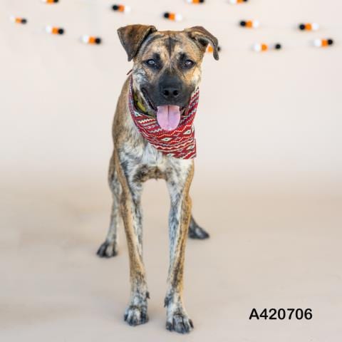 Photo of Spencer, adoptable Labrador Retriever in Conroe, Texas