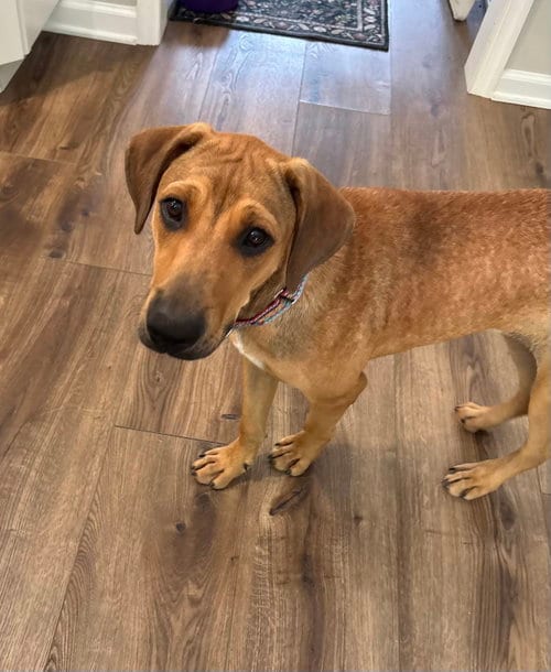 Photo of Derrick, adoptable Labrador Retriever in Tarrytown, Georgia