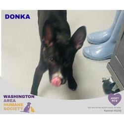 Photo of Donka, adoptable Australian Cattle Dog in Eighty Four, Pennsylvania