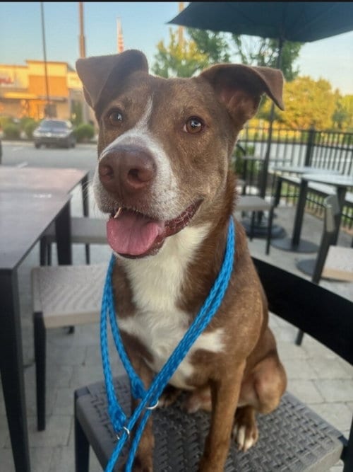 Photo of Scooby-Doo, adoptable American Staffordshire Terrier in Winston Salem, North Carolina