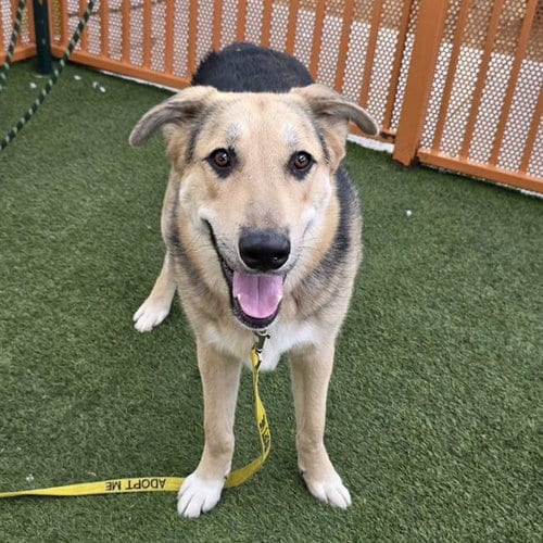 Photo of Ace, adoptable Labrador Retriever in Las Vegas, Nevada