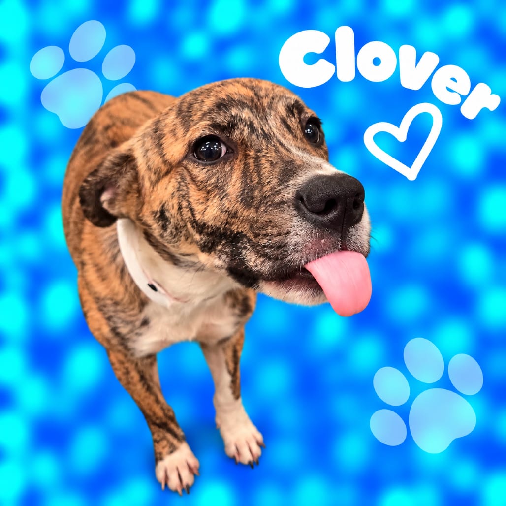 Photo of Clover, adoptable dog