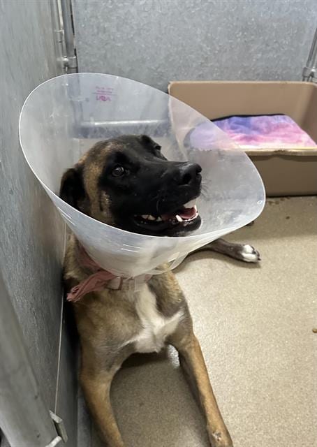 Photo of Cleo (Rescue Only), adoptable Belgian Shepherd Malinois in HESPERIA, California