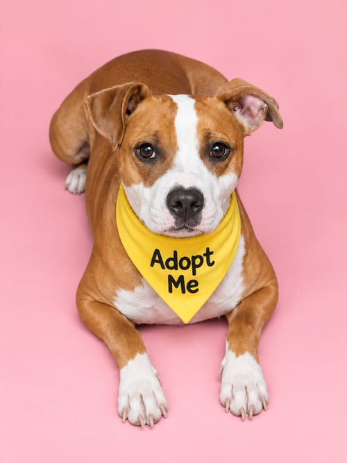 Photo of Belle D, adoptable Terrier in Inglewood, California