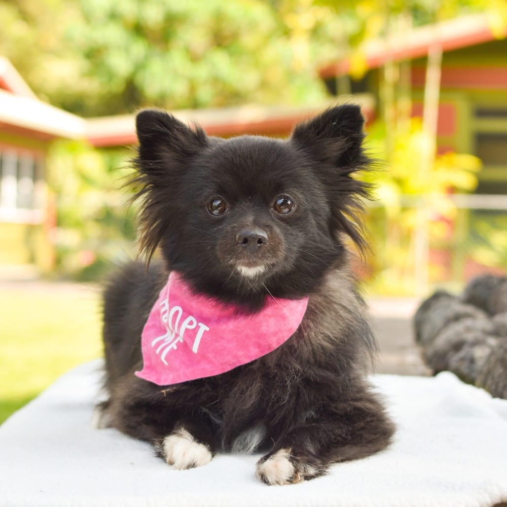 Photo of Sweet Girl, adoptable Pomeranian