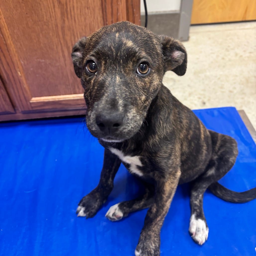 Photo of Tsunami - 042301U, adoptable Retriever, Labrador / Mix in Tupelo, Mississippi