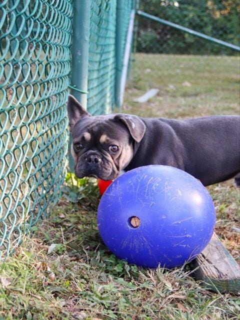 Photo of Gaston, adoptable French Bulldog in St Peters, Missouri