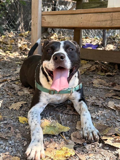 Photo of Yin, adoptable Unknown breed / mixed in Elmsford, New York