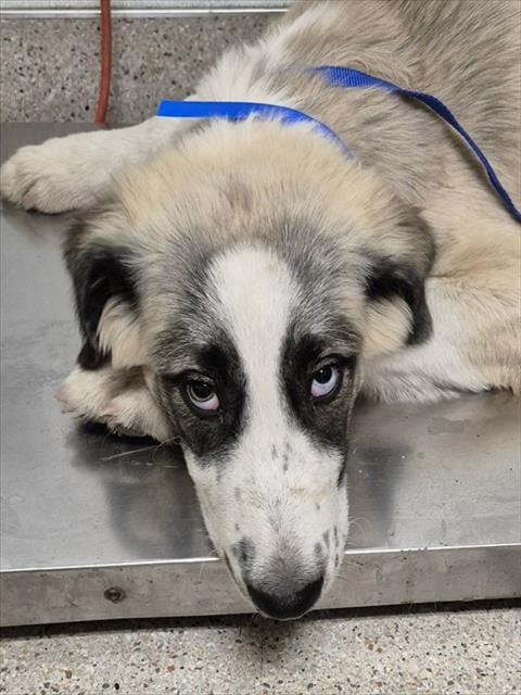 Photo of Joe, adoptable Anatolian Shepherd in Bakersfield, California