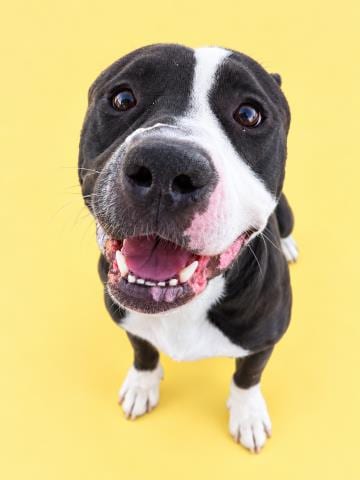 Photo of Theo, adoptable Pit Bull Terrier in HESPERIA, California