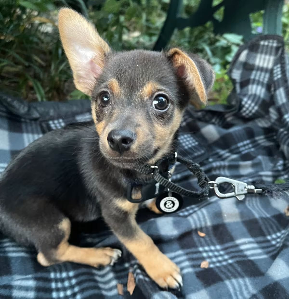 Photo of Baker, adoptable Chihuahua/Mixed Breed (Small) in New York, New York