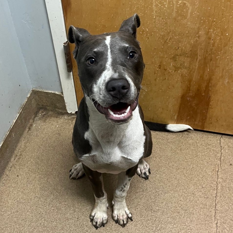 Photo of Dior, adoptable Mixed Breed (Medium) in Chattanooga, Tennessee