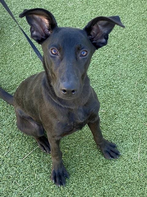Photo of Brook, adoptable Labrador Retriever in Fayetteville, North Carolina