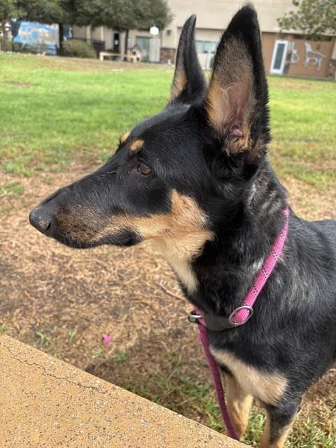Photo of Mazie, adoptable German Shepherd Dog in Riverside, California