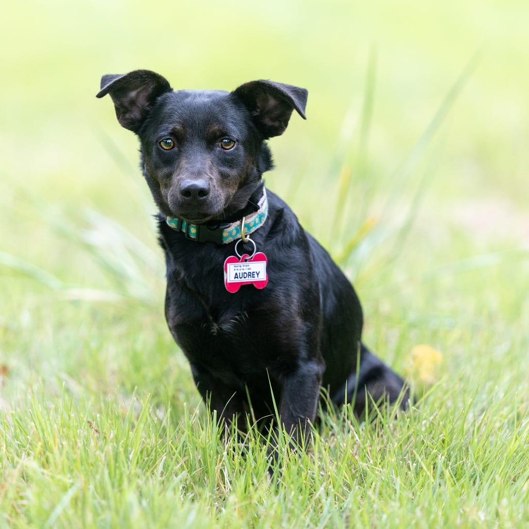 Photo of Audrey, adoptable Feist / Mix in Wake Forest, North Carolina