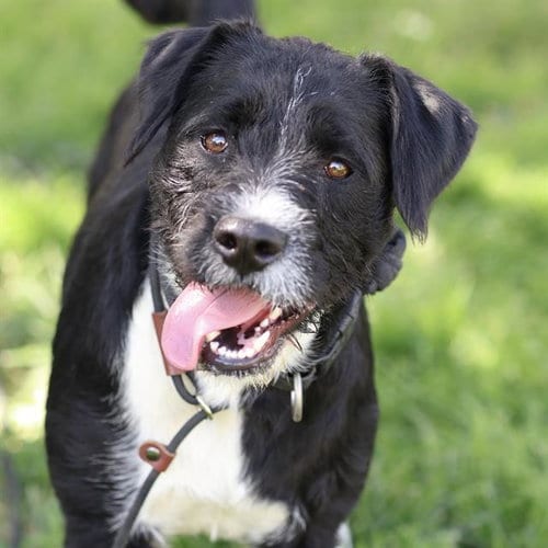 Photo of Bubbles, adoptable Jack Russell Terrier (Parson Russell Terrier) in Modesto, California