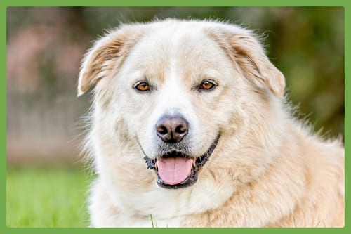 Photo of Benson, adoptable German Shepherd Dog in Amherst, Massachusetts