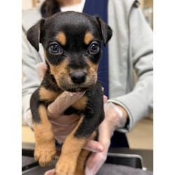 Photo of Mochi, adoptable Chihuahua in Jurupa Valley, California