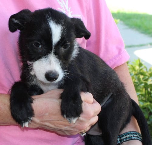Photo of Rain 44380, adoptable Terrier in Prattville, Alabama