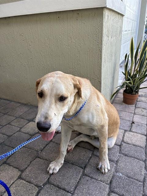 Photo of Buddy, adoptable Labrador Retriever in Miami, Florida
