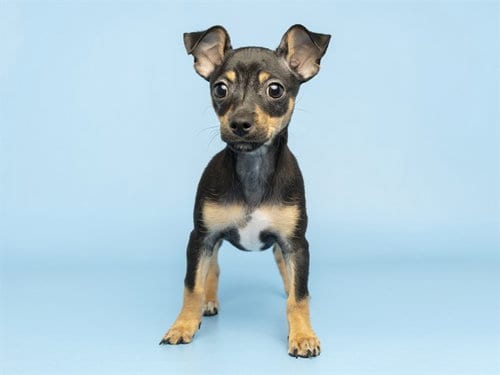 Photo of Zoe, adoptable Chihuahua in Phoenix, Arizona