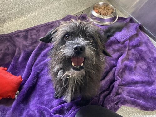 Photo of Alan, adoptable Poodle (Miniature) in Orange, California
