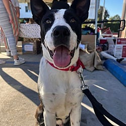 Photo of Logan, adoptable Border Collie Labrador Retriever in Boulder, Colorado