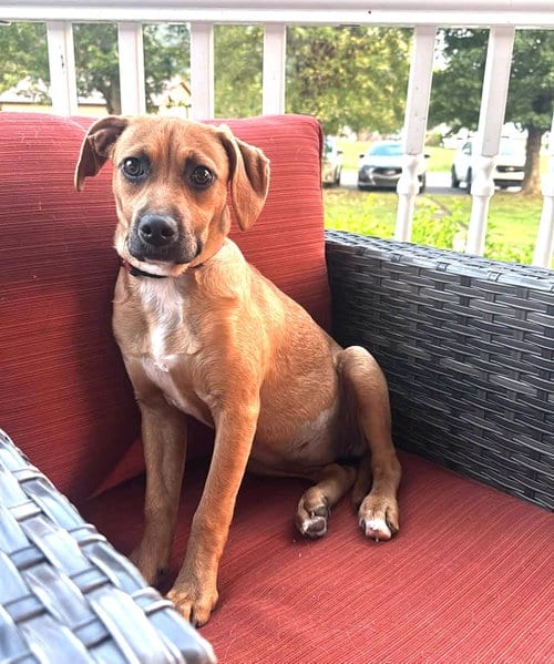 Photo of Smudge (3mo, 20lbs), adoptable Hound in Hinton, West Virginia