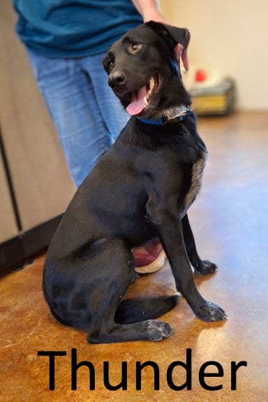 Photo of Thunder, adoptable Labrador Retriever in Mountain View, Arkansas