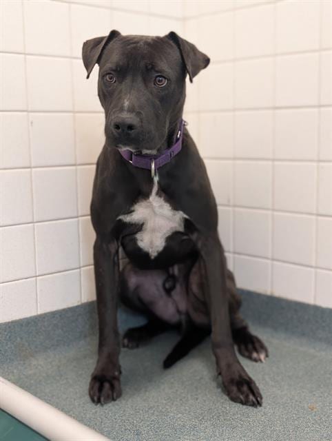 Photo of Donnie, adoptable Pit Bull Terrier in Dallas, Texas