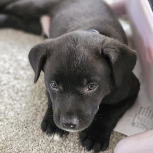 Photo of Moe, adoptable Australian Cattle Dog/Blue Heeler in Fargo, North Dakota