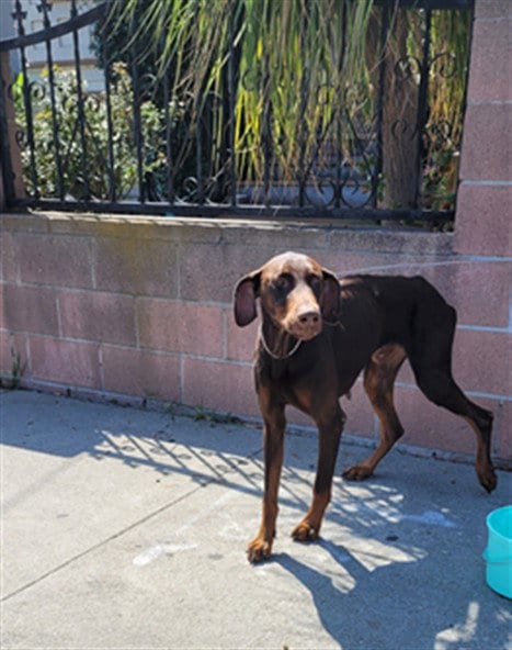 Photo of Rufus, adoptable Doberman Pinscher in Los Angeles, California