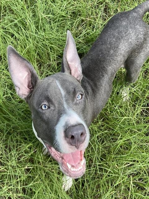 Photo of Ruffles, adoptable American Staffordshire Terrier in Ocala, Florida