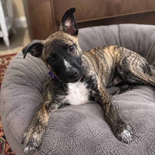 Photo of Onyx, adoptable German Shepherd Dog in Mooresville, North Carolina