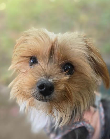 Photo of Ruth (With Hannah), adoptable Terrier, Yorkshire/Maltese in Annapolis, Maryland